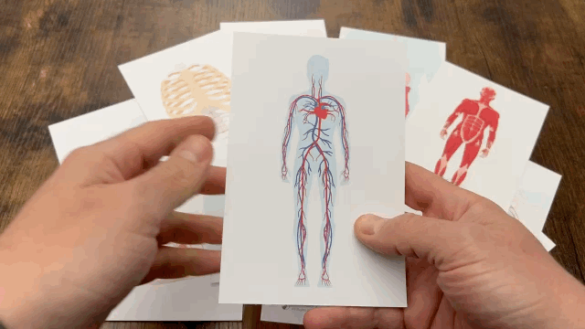 Heron Books Anatomy Cards